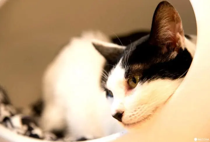 cat relaxing at neco republic ikebukuro