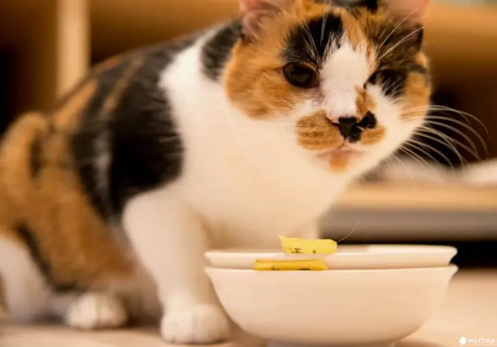 one-eyed cat at neco republic ikebukuro