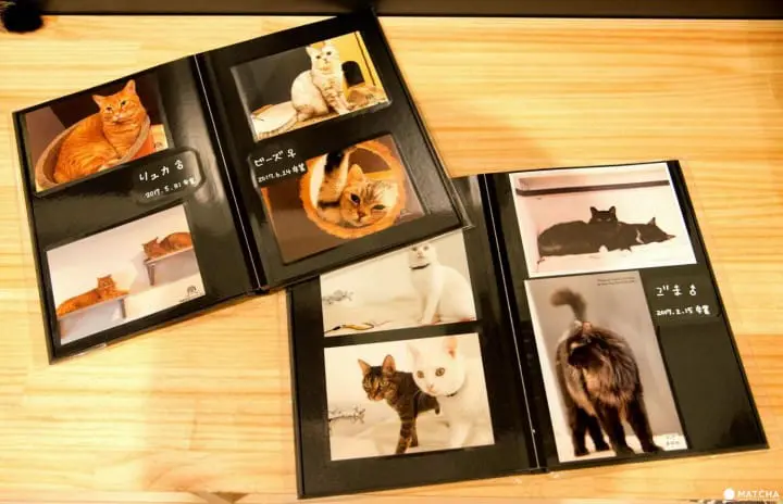 adopted cats at neco republic ikebukuro