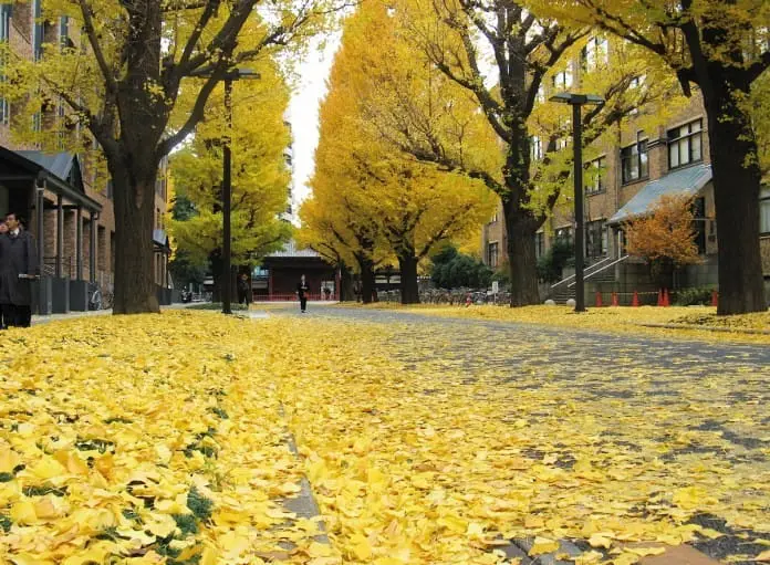  東京另一面 – 感受書卷氣息 + 探訪棒球殿堂