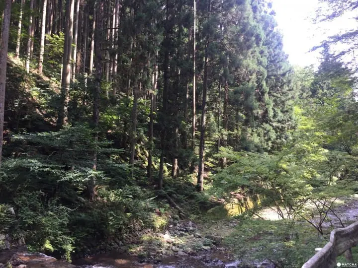 京都夏天必訪-貴船流水涼麵