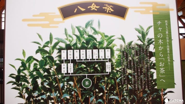 福冈八女市-茶的文化馆-茶的说明
