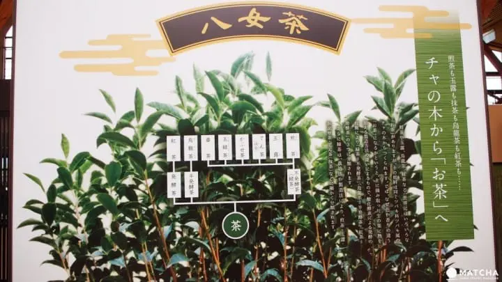 福岡八女市-茶的文化館-茶的說明