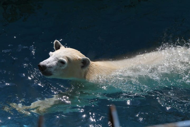 北極熊天王寺動物園