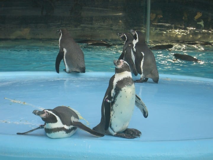 天王寺動物園企鵝