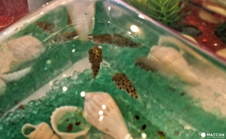 必吃必玩屋台-撈熱帶魚河豚