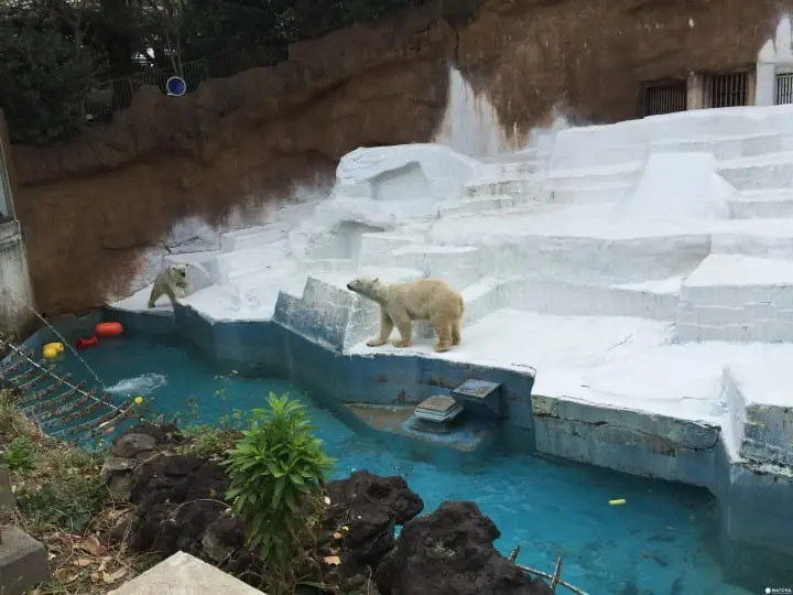 天王寺北極熊(2)