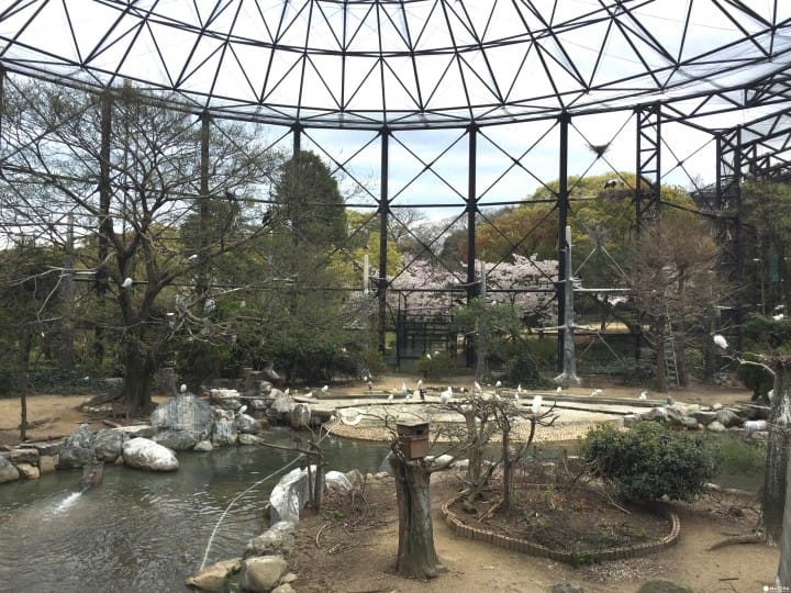 天王寺鳥園(1)