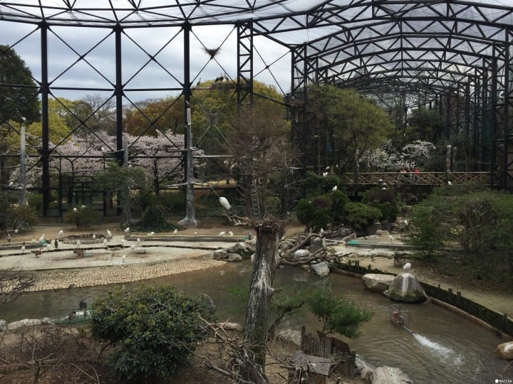 天王寺動物園鳥園(2)