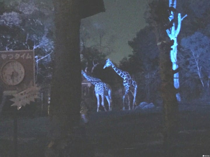 天王寺動物園夜間開放