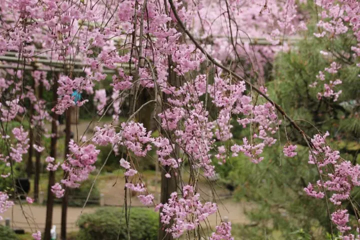 【京都賞櫻】岡崎區櫻花名所，谷崎潤一郎讚嘆的平安神宮、蹴上鐵道