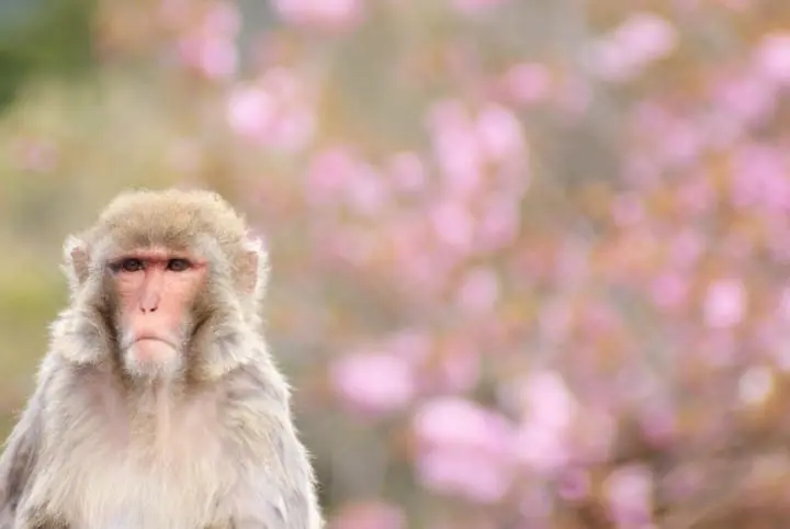 【京都賞櫻】岡崎區櫻花名所，谷崎潤一郎讚嘆的平安神宮、蹴上鐵道