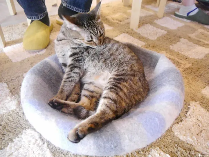 cats meow books猫咪