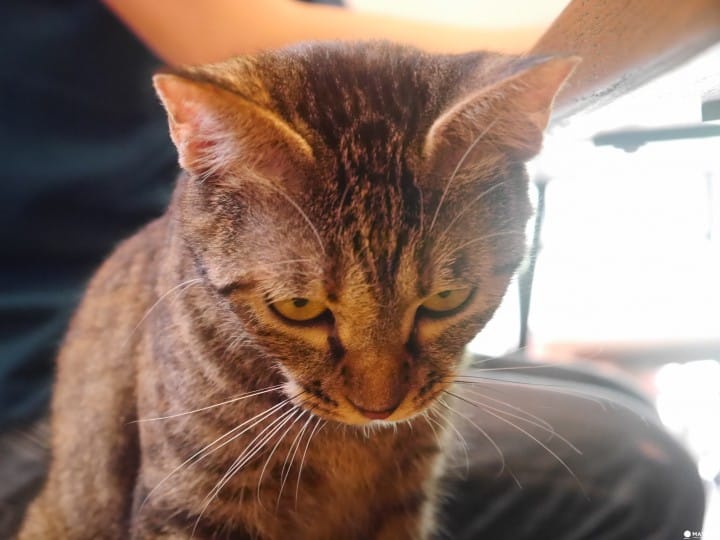 cats meow books 貓咪剛睡醒