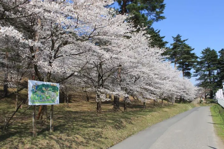 【新潟】日本さくら名所100選に選ばれた村松公園と一面に広がるチューリップ畑