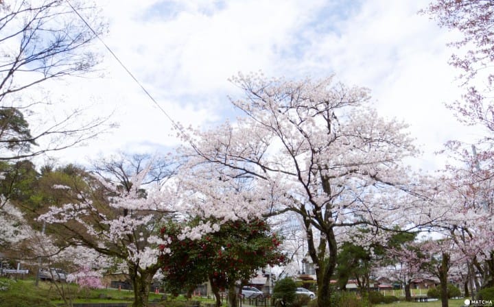 【新潟】日本さくら名所100選に選ばれた村松公園と一面に広がるチューリップ畑