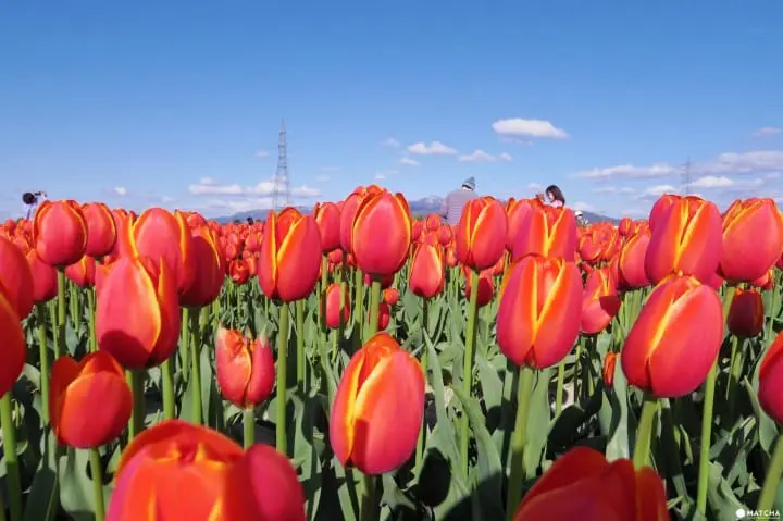 【新潟】日本さくら名所100選に選ばれた村松公園と一面に広がるチューリップ畑