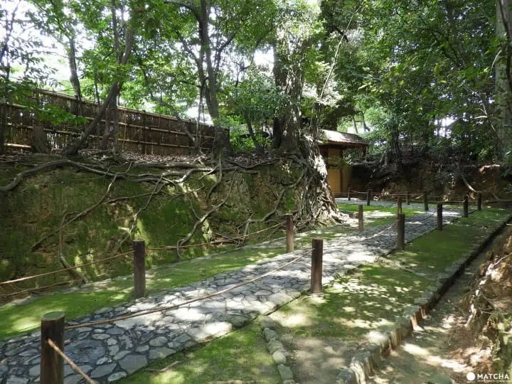 【奈良県】慈光院でお茶のおもてなしと庭園を楽しもう