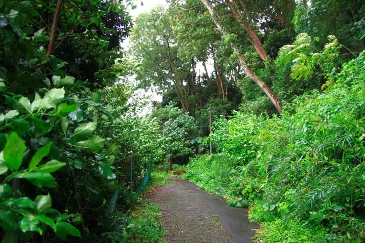 September 1st and 2nd, sacred Jinkosai at Kashima Shrine, Ibaraki