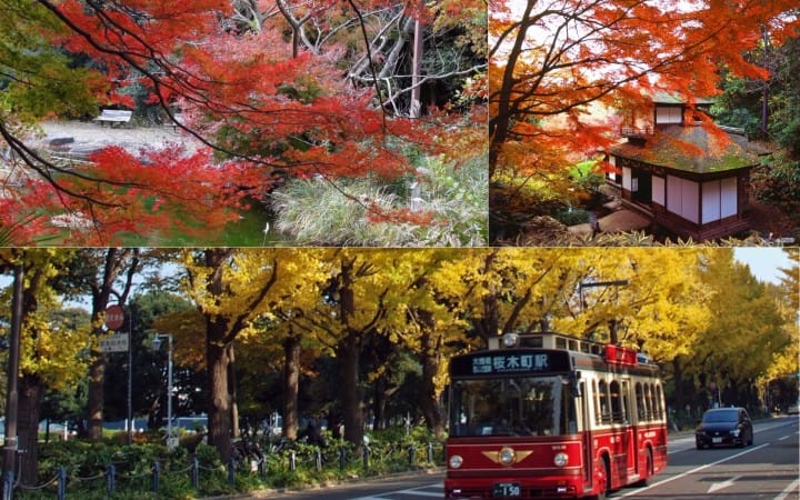 【橫濱】染上楓紅的橫濱!7大賞楓景點公開