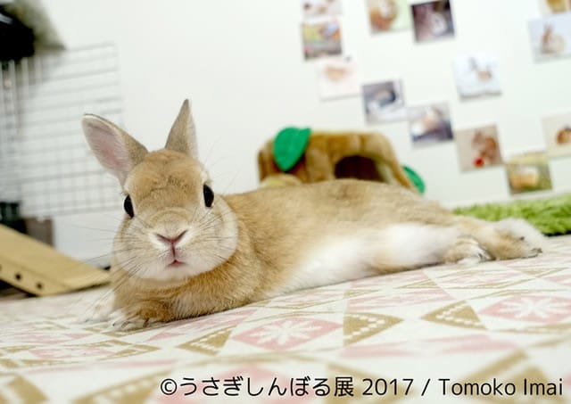 萌勢力入侵,毛茸茸兔兔攝影展!