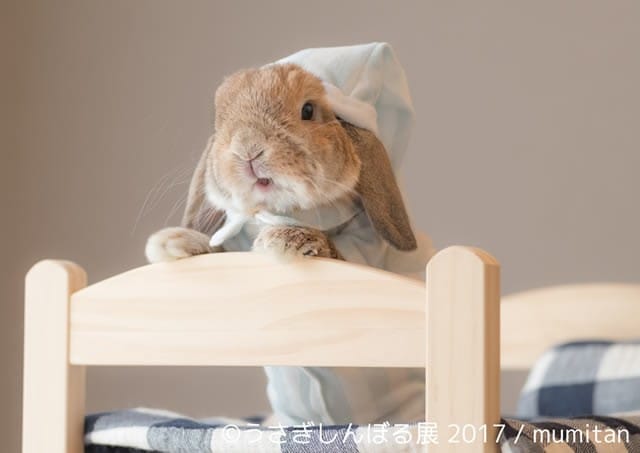 萌勢力入侵,毛茸茸兔兔攝影展!