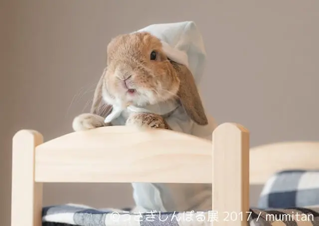 萌勢力入侵，毛茸茸兔兔攝影展！ 