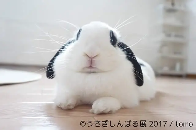 萌勢力入侵，毛茸茸兔兔攝影展！ 