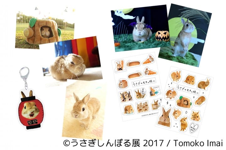 萌勢力入侵,毛茸茸兔兔攝影展!
