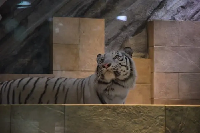 15 Cosas divertidas que hacer en Osaka