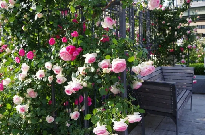 15 Cosas divertidas que hacer en Osaka