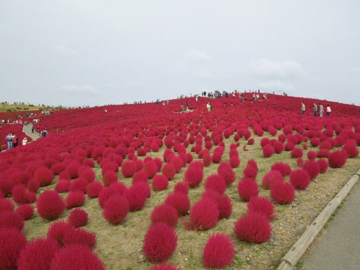 More Than Just Beautiful Leaves: Japan's Flowers Of Fall