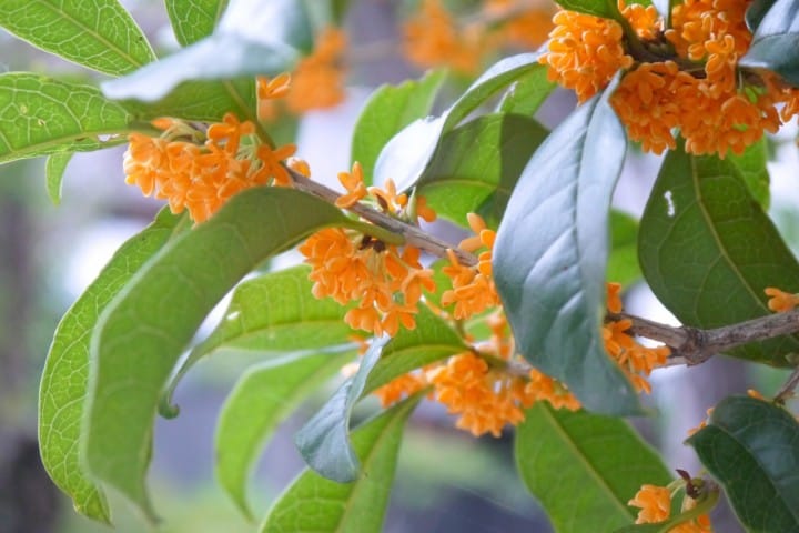 More Than Just Beautiful Leaves: Japan's Flowers Of Fall