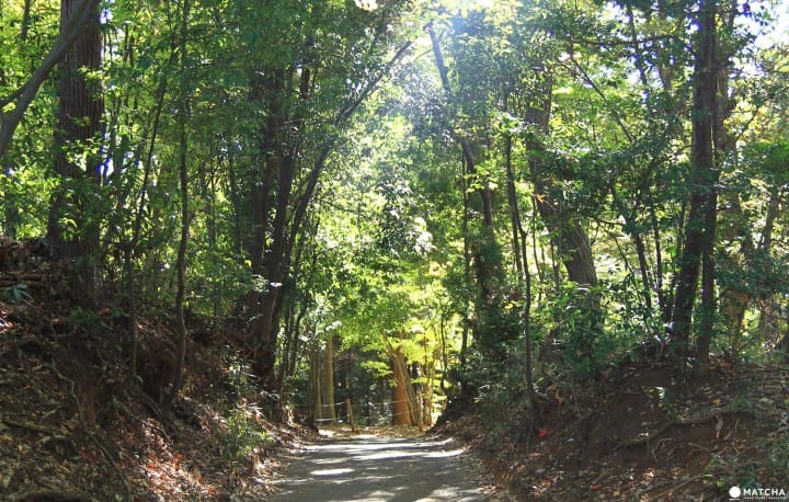 Stunning colors of autumn in Totoro Forest, Saitama