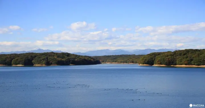 Stunning colors of autumn in Totoro Forest, Saitama