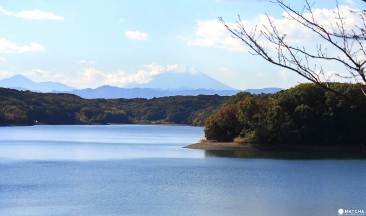 Stunning colors of autumn in Totoro Forest, Saitama