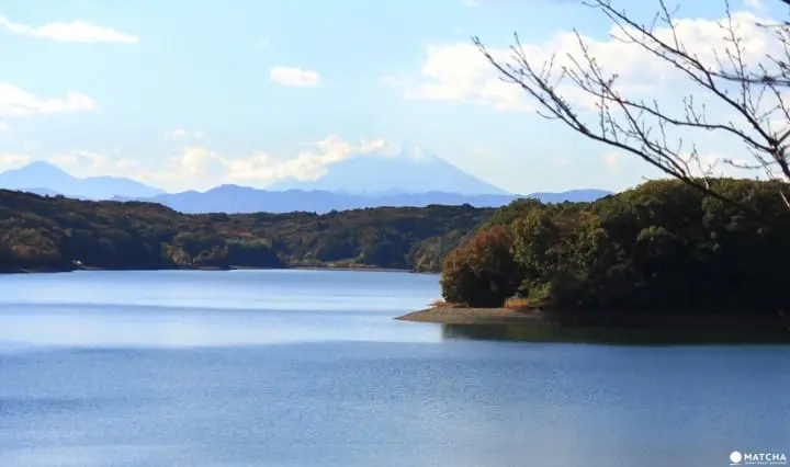 Stunning colors of autumn in Totoro Forest, Saitama