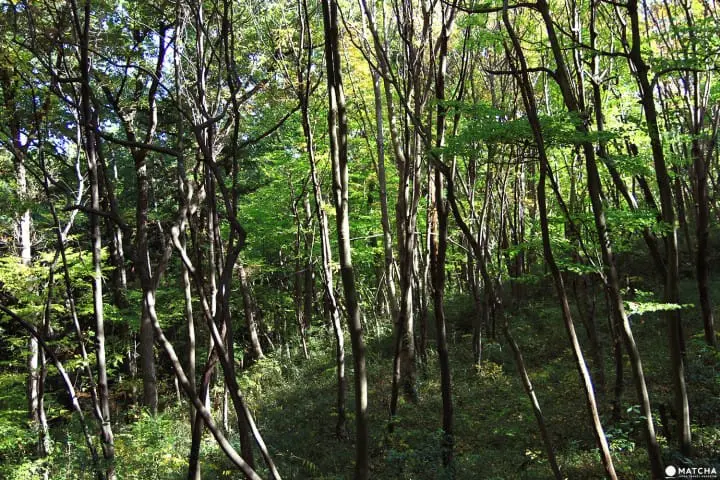 Stunning colors of autumn in Totoro Forest, Saitama