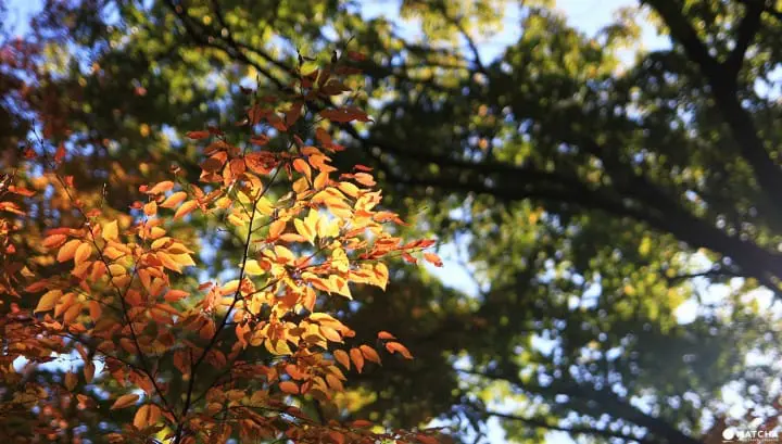Stunning colors of autumn in Totoro Forest, Saitama