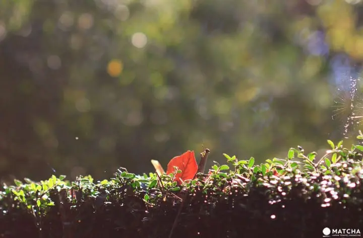 Stunning colors of autumn in Totoro Forest, Saitama
