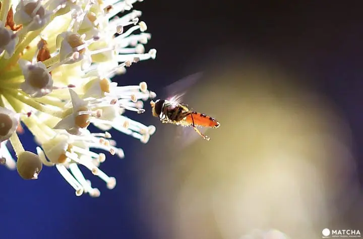 Stunning colors of autumn in Totoro Forest, Saitama