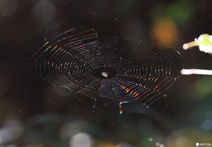 Stunning colors of autumn in Totoro Forest, Saitama