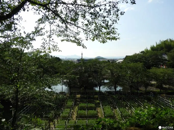 【奈良県】三人寄れば文殊の智恵！日本三文殊のひとつ、安倍文殊院