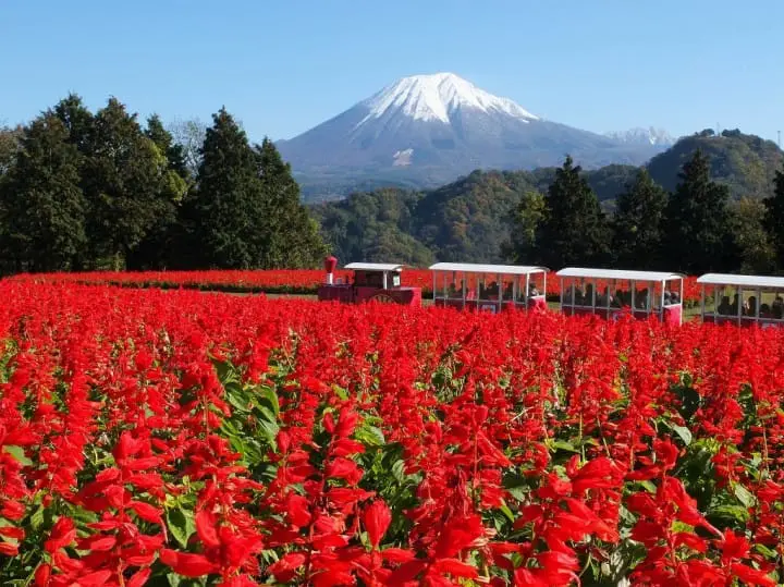 とっとり花回廊
