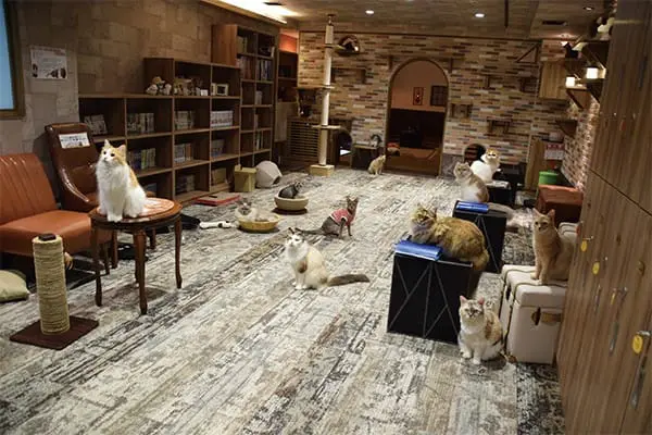 来吉祥寺“收集猫咪”吧！2017吉祥寺猫咪祭典呼噜呼噜登场！