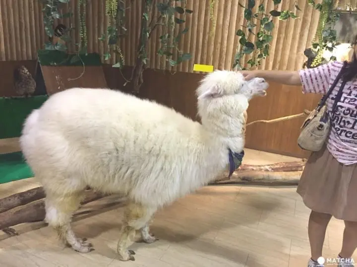 大坂雨天好去处 天保山室内动物园