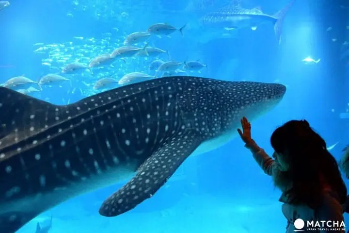 大坂雨天好去处 海游馆