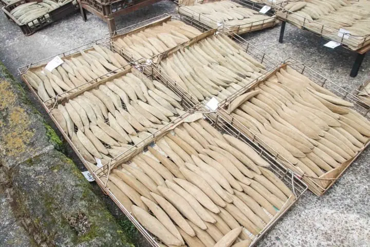 【鹿儿岛】南萨摩、枕崎市海陆名物 鲣鱼节、烧酒、威士忌