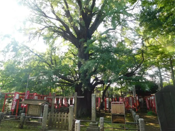 Beautiful Fall Roses - See Retro Tokyo On The Arakawa Line!