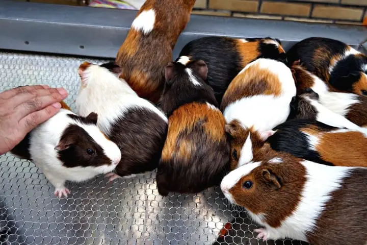 เที่ยวย้อนยุคหนึ่งวันในโตเกียวกับรถรางสายอาราคาวะ ชมกุหลาบสวยๆ ในฤดูใบไม้ร่วง